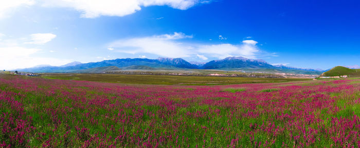 Scenic view of flowering plants on field against sky