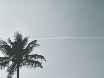 Low angle view of silhouette palm tree against clear sky