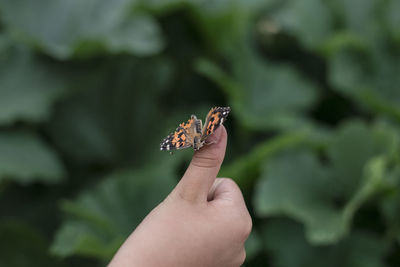 Close-up of butterfly on plant