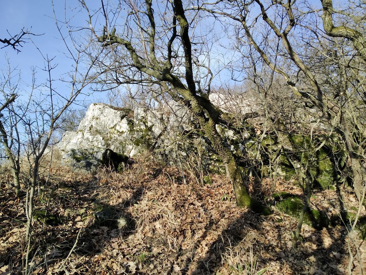 LOW ANGLE VIEW OF TREES AGAINST SKY IN FOREST