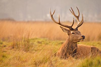 Reindeer relaxing on grassy field