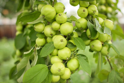 Close-up of fruits growing on plant