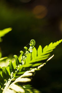 Close-up of fern leaves