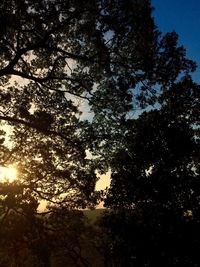 Low angle view of trees against sky