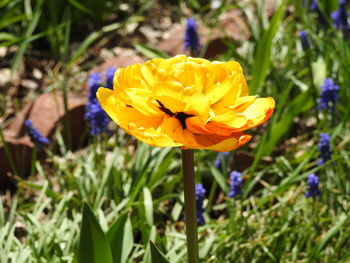 Close-up of yellow flowering plant on field