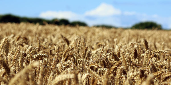 View of wheat field against sky