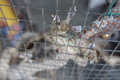 Close-up of chainlink fence in cage