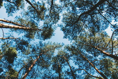 Low angle view of trees against sky