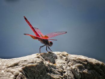 Close-up of butterfly on rock