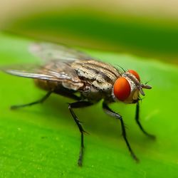 Close-up of fly on leaf