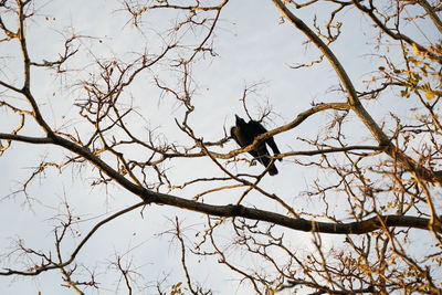 Low angle view of bird perching on tree against sky