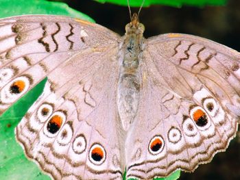 Close-up of butterfly