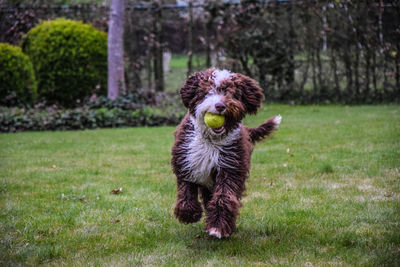 Portrait of dog on grass