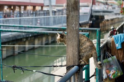 View of an animal on fence