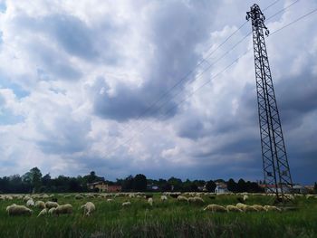 Low angle view of horses on field against sky