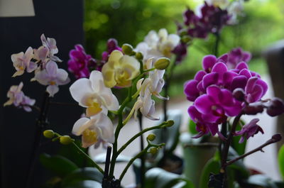 Close-up of flowers blooming outdoors