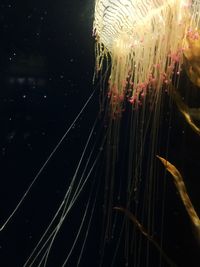 Close-up of jellyfish swimming in water