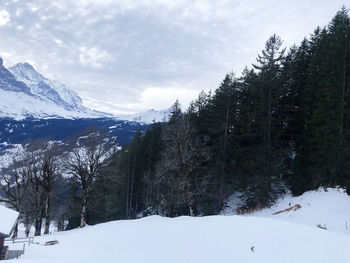 Snow covered land and trees against sky