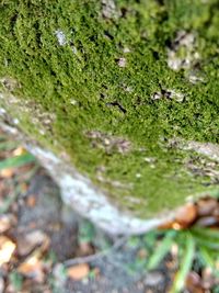 Plant growing in forest