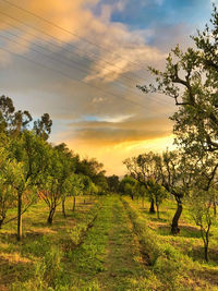 Scenic view of agricultural field against sky during sunset