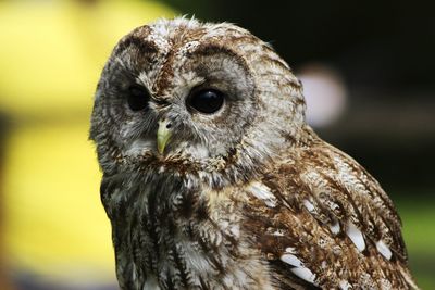 Close-up portrait of owl