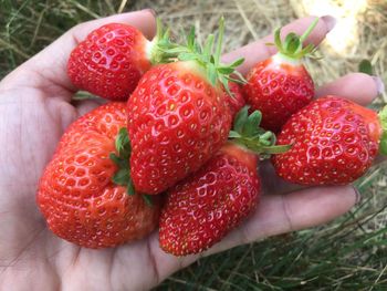 Close-up of hand holding strawberries