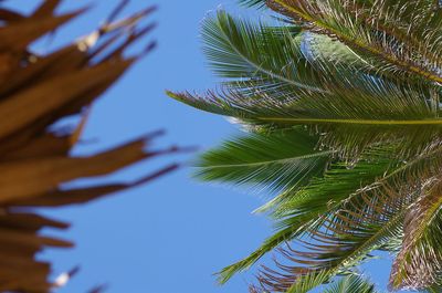 Low angle view of palm tree against clear blue sky