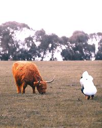 Rear view of person photographing highland cattle grazing on land