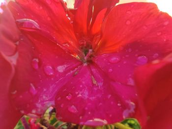 Close-up of wet pink flower