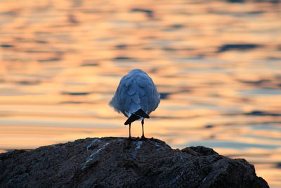 Bird perching on rock against sea