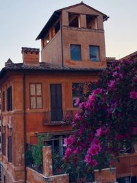 Low angle view of pink flowering tree by building against sky
