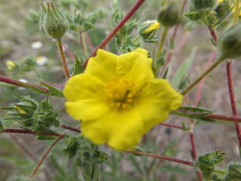 Close-up of yellow flower