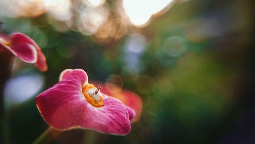 Close-up of pink flower on plant