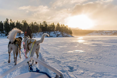 Rear view of dogs pulling sled on snow covered field against cloudy sky during sunset