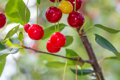 Close-up of red berries growing on tree
