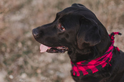 Close-up of dog looking away