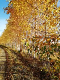 View of autumnal trees against the sky