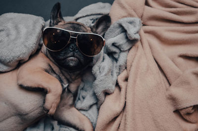 Funny french bulldog puppy lies on sofa with sunglasses