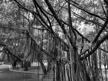 Low angle view of bamboo trees in forest