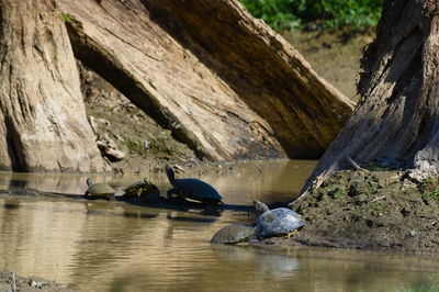 View of birds on rock