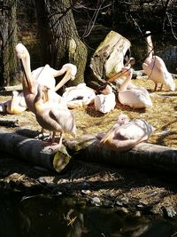 Close-up of birds in water