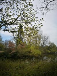 Trees on field against sky