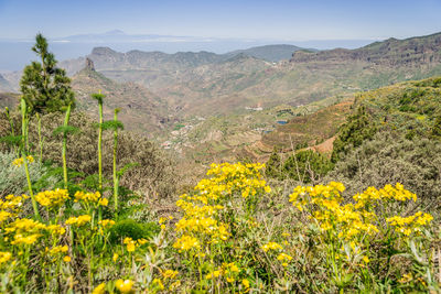 View of yellow flowers growing in field