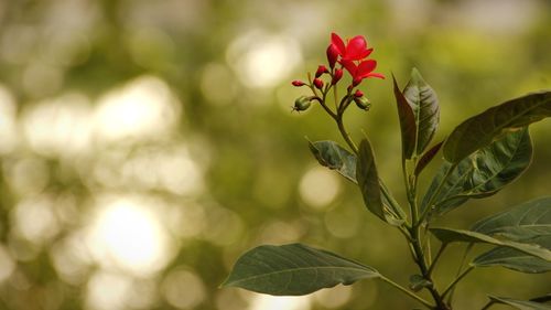 Close-up of flowering plant