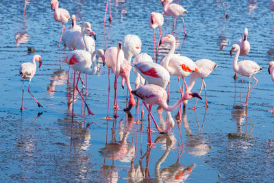 Flock of birds in lake