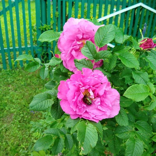 flower, freshness, petal, flower head, fragility, growth, beauty in nature, pink color, blooming, leaf, plant, nature, close-up, green color, park - man made space, high angle view, in bloom, focus on foreground, day, outdoors