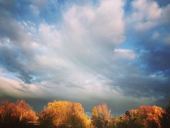 Low angle view of trees against sky