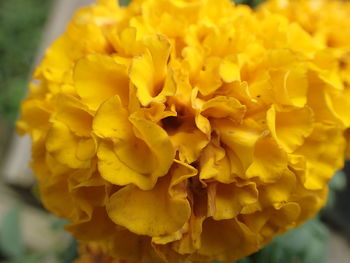 Close-up of yellow marigold blooming outdoors