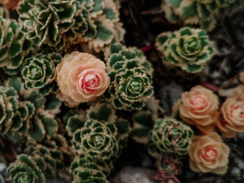 Close-up of rose bouquet