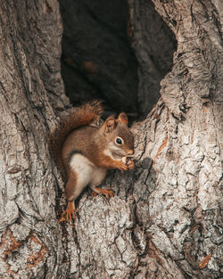 Close-up of squirrel on tree trunk